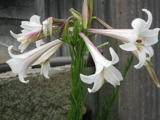 １２の花や蕾のユリ、茎も太い