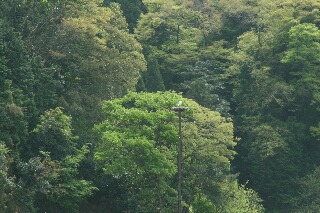 戸島のコウノトリの人工巣塔
