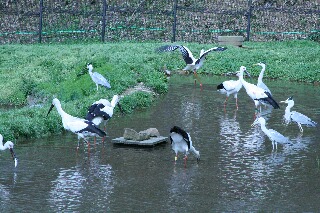 食事中のコウノトリとサギ