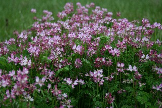 レンゲの花