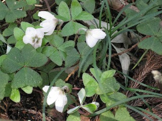 山野草？