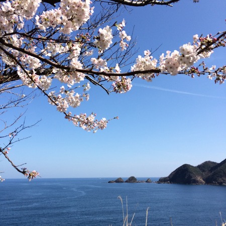 城崎温泉の桜と佐津海岸の桜は・・・
