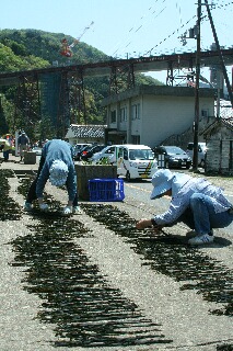 ワカメ干しと餘部鉄橋