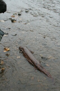 流れに消えるオオサンショウウオ