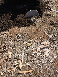 カニ殻の有機肥料で土づくり・・・