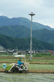 田植えとコウノトリの巣