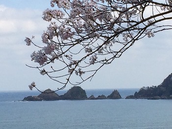訓谷湾と桜
