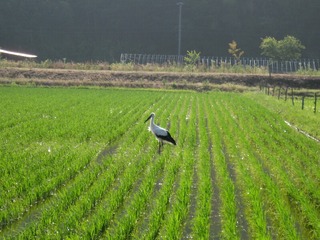 コウノトリが・・・