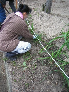 ユウスゲの草取り