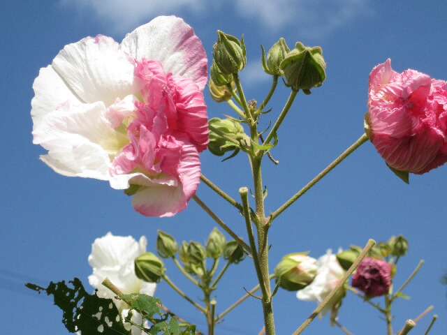 ４