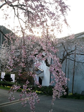 しだれ桜