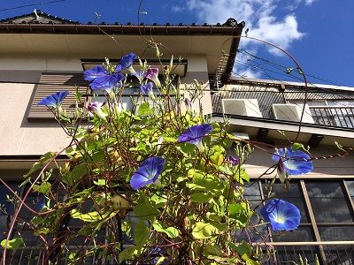 今頃、夏色の・・・