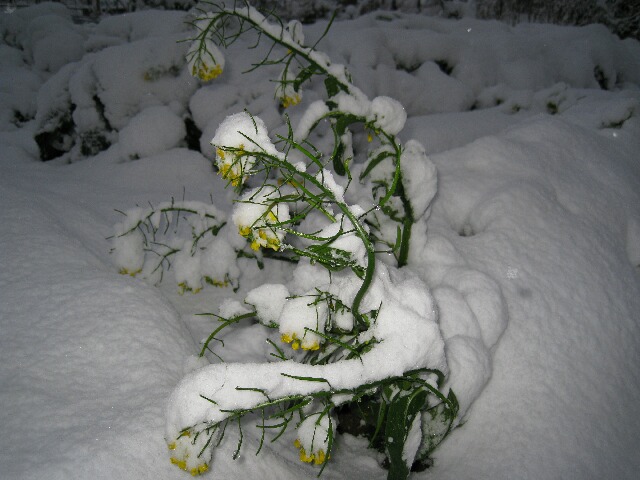 菜の花に雪