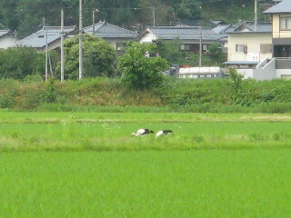 天気予報は平和の使者