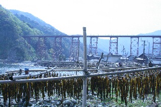 天然ワカメ干しと鉄橋１