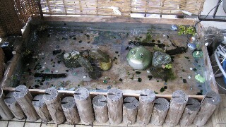 老朽化したビオトープ水槽