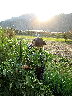 松葉ガニにプラス手作り野菜