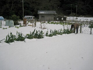 雪解けの畑でネギ