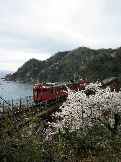 餘部鉄橋と桜（４月）