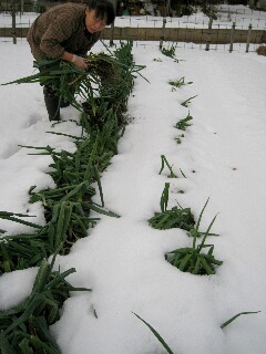 雪解けの畑でネギを収穫