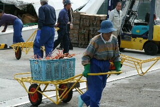 漁船から陸揚げされ運ばれるカニ