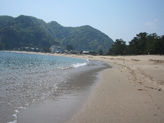 謎の魚が打ちあげっれていた訓谷浜の波打ち際