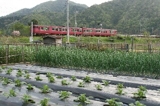 畑の向こうにローカル列車が走って