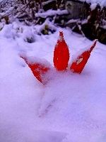 初雪と紅葉のコントラスト