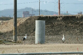 コウノトリが２羽