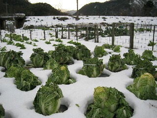 雪解けで顔を出した白菜