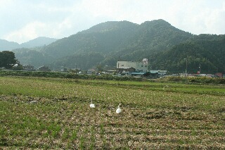 大きな鳥が