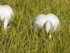 餌さがしに一生懸命