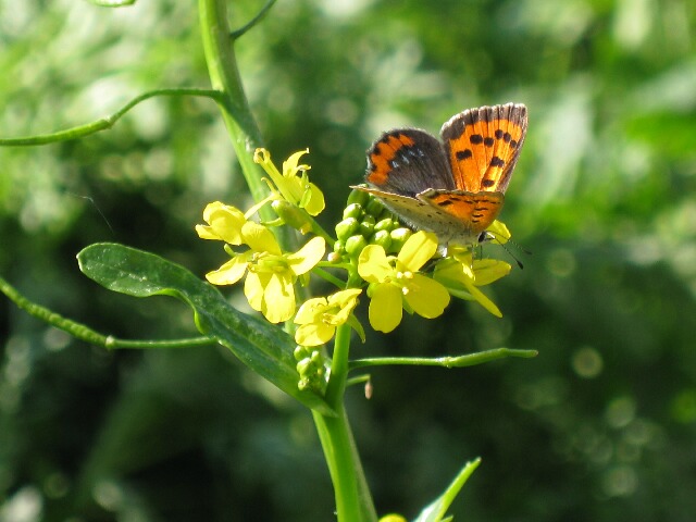 菜の花の蝶