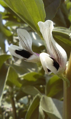 ソラマメの花