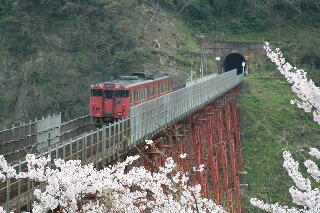 私が撮影した鉄橋と桜の写真