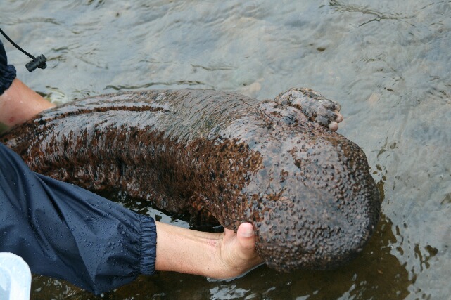 元の川へ戻されるオオサンショウウオ