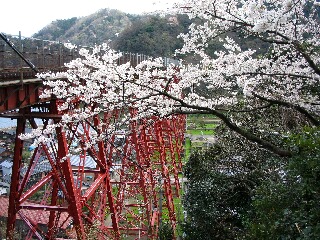 鉄橋の桜