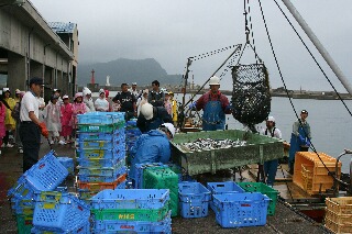 漁港のせり市、初めて・・・