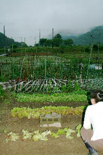 雨の前に畑に