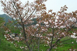 八重桜