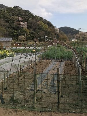 雪でつぶれたビニールハウス元通りに・・・