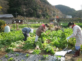 大根の収穫