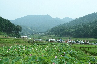 イノシシ被害から復活したハス園は・・・