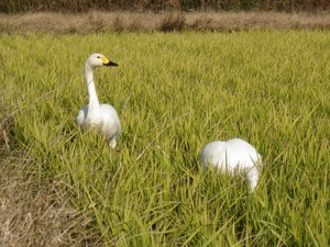 餌は見つかった？