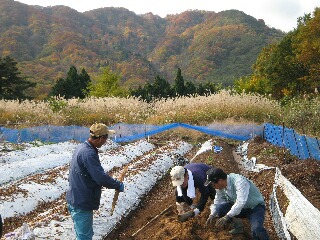 山芋収穫の様子