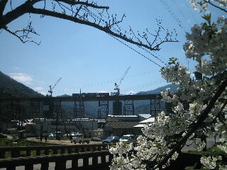 架け替え中の餘部鉄橋と桜