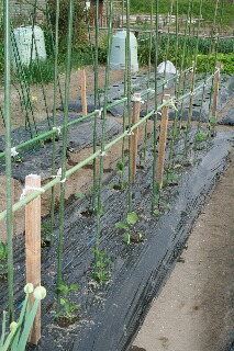 植えた夏野菜の苗