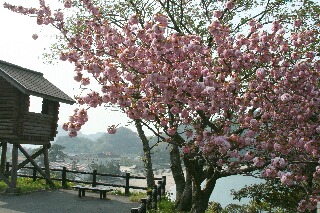 訓谷浜を見下ろす八重桜と魚見台