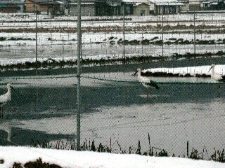 飛べるコウノトリも