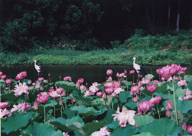 コウノトリと蓮の花